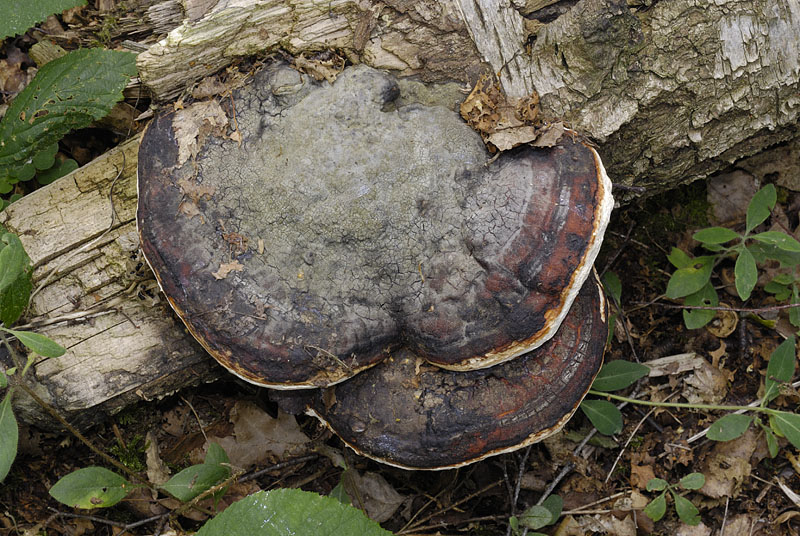 Fomitopsis pinicola
